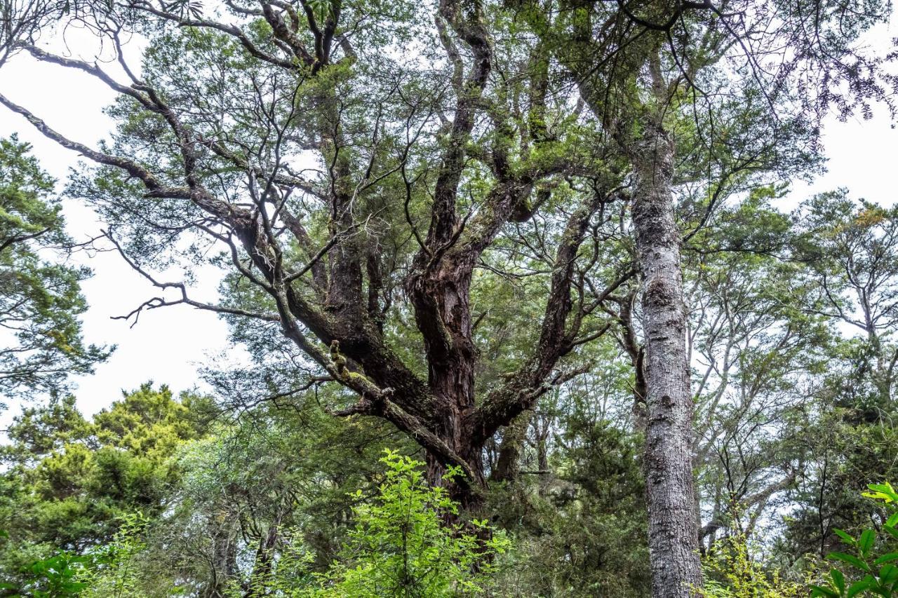 Вилла The Glade Pahautea Экстерьер фото